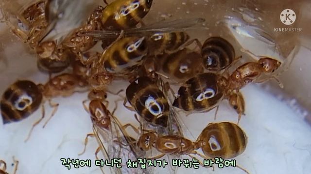 8월의 신여왕3 노랑꼬리치레개미 смотреть онлайн