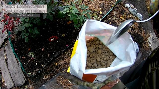 Подкормка роз осенью в октябре смотреть онлайн