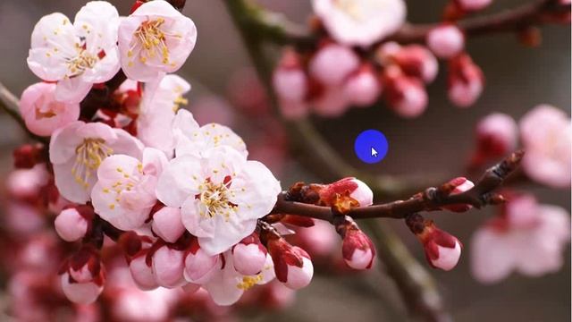 Сказки на ночь Сухомлинський Казки на ніч Квітуча вишня смотреть онлайн