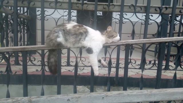 ПЬЯНЫЙ КОТ ОТДЫХАЕТ . смотреть онлайн