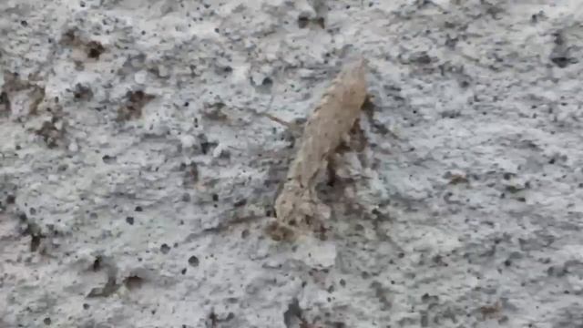 #богомол Крошка Armene pusilla, cемейство Gonypetidae смотреть онлайн