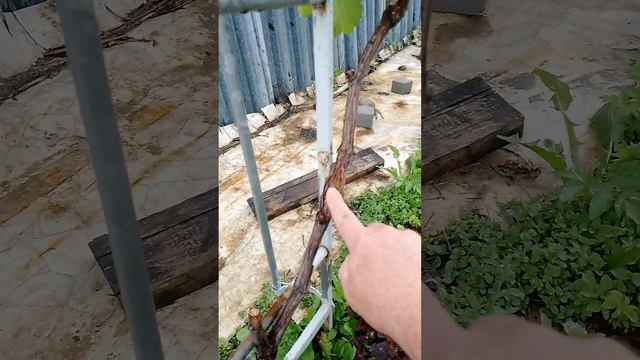 Нарушение проводимости виноградного рукава смотреть онлайн