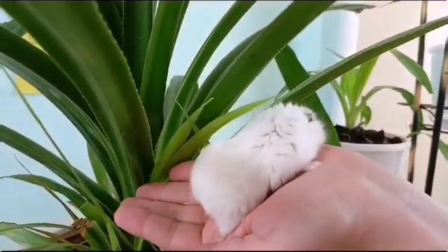 Экскурсия в уголоr живой природы смотреть онлайн