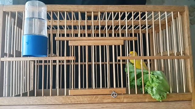 Кенар Овсяночный напев Алмата +77052070537 смотреть онлайн
