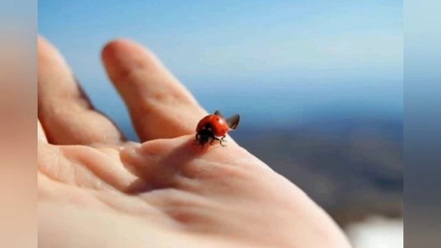 Жучок Сонечко смотреть онлайн