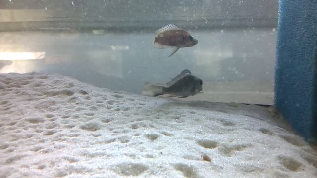 www.tropheus.com.pl - Callochromis macrops Katoto