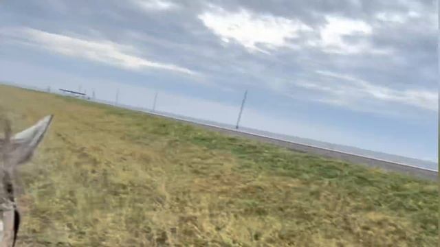 Калмыцкие коровы.Перегон скота.Хөнә Толһа(самое вкусное мозги) смотреть онлайн