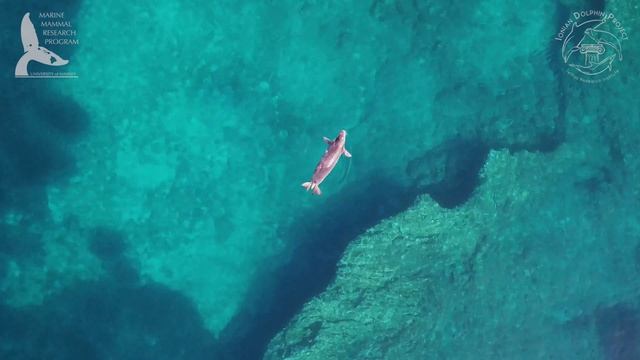Mediterranean monk seal body condition and dolphin demographics using drone photogrammetry смотреть онлайн