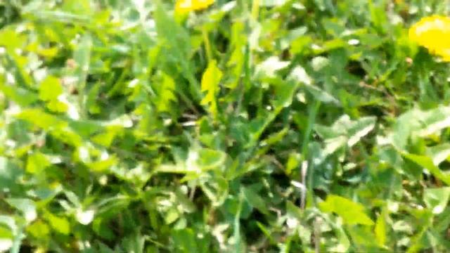 Пчела собирает нектар смотреть онлайн