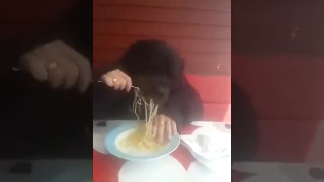Coбака ест макароны 😂 смотреть онлайн