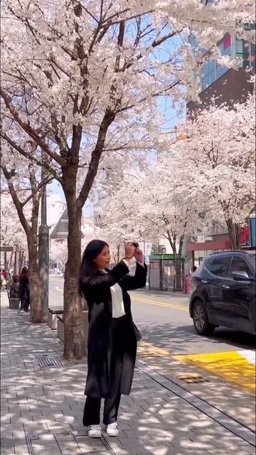 Cherry blossoms in Korea 🌸 #kdrama #spring #cherryblossoms #korea #travelkorea смотреть онлайн