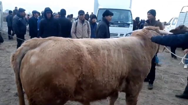 Qanlikol Mal Bazari (Qisqasha) 18mart канлыкол мал базары Қанлыкул, смотреть онлайн