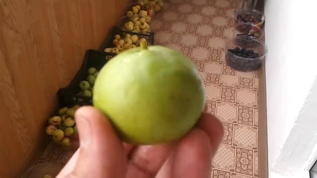 Круглая ГРУША🍏👅 смотреть онлайн