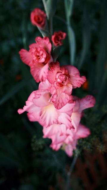 Обои для смартфона - легко и просто смотреть онлайн