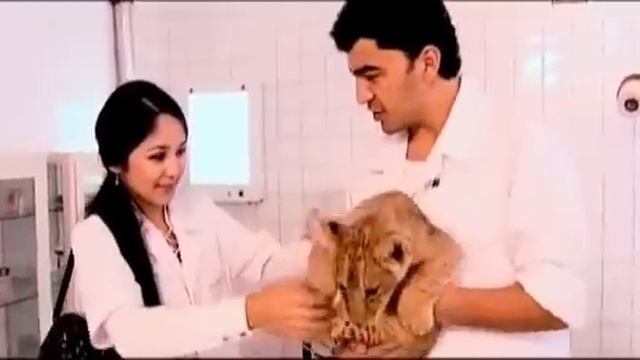 Kelgindi Qaynona смотреть онлайн