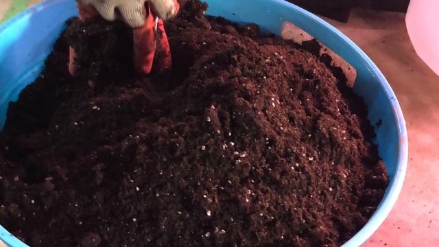How to transplant Ugu seedlings for maximum yield смотреть онлайн