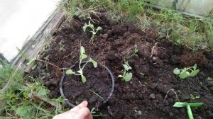 Дыня в ведре. Очередной эксперимент