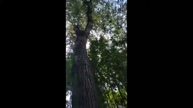 Чудесатости Киева :) прогулки по городу, чтение вслух, уличная музыка, стритарт, Street art Kiev смотреть онлайн