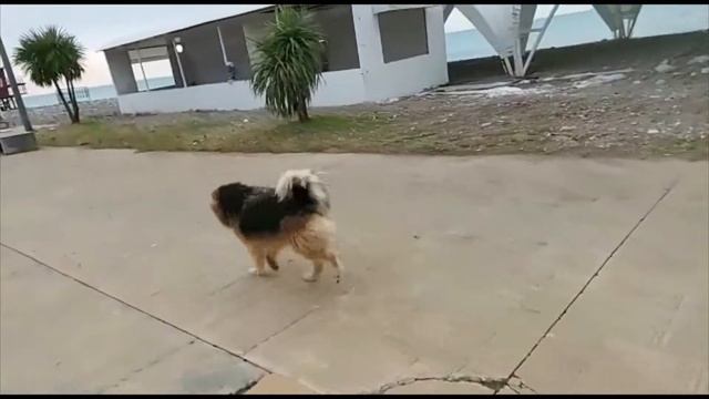 ITALIAN  Maximus The Great At 'Spoiled Doggy' Dog Care In Batumi 🐈🐱 🐈🐱🐈🐱