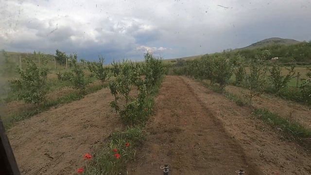 Tractor Universal 445 cu Freza Bomet смотреть онлайн