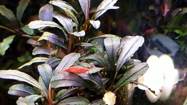#Tank#Aquarium#Music Буцефаландры в аквариуме Aquarium Bucephalandra Brownie Phantom смотреть онлайн
