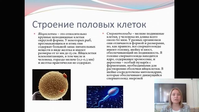 10 класс Биология Деление клетки Митоз Образование половых клеток Мейоз Тимофеева О Ю смотреть онлайн