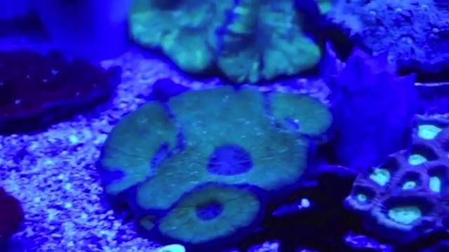 Build My LED UV LED Strip Lighting over a Reef Aquarium смотреть онлайн