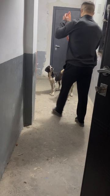 Собака укусила человека-DOG- #motivation #russia #tajikistan #собака #dog #животные смотреть онлайн