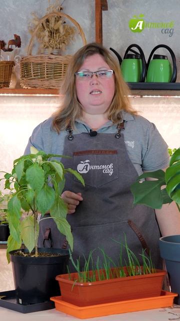 Что сажать в феврале на рассаду? смотреть онлайн