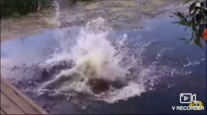Неудачные прыжки в воду