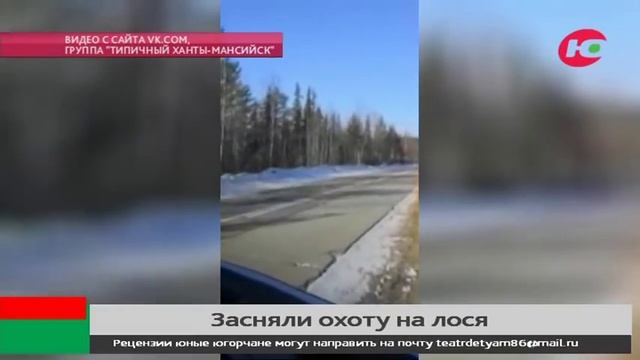 Югорчане засняли, как медведь охотится на лося смотреть онлайн