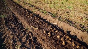 ЖИЗНЬ НА ЗАИМКЕ | ПРИБИРАЕМ ПОМИДОРЫ И КОПАЕМ КАРТОФЕЛЬ | СОЛЕНАЯ ПАСТИЛА | СЕВЕРНОЕ СИЯНИЕ