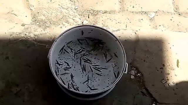 Apa yang terjadi jika benda ini di masukan dalam air - Eksperimen 1 смотреть онлайн