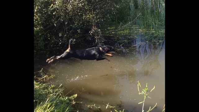 Кто сказал, что Ягды не летают? смотреть онлайн
