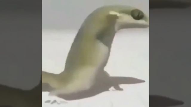 swimming pool lizard meme смотреть онлайн