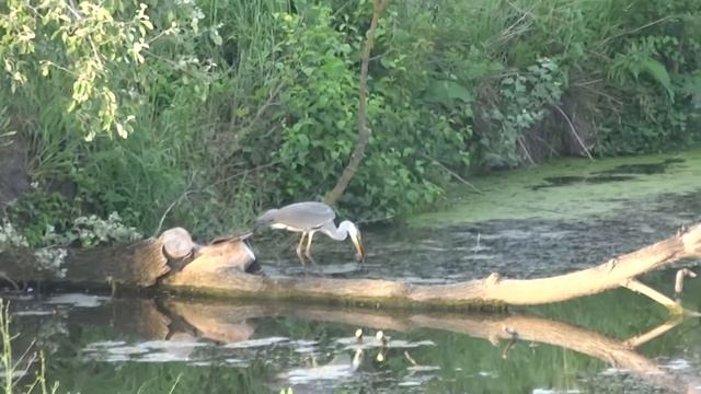 Свет хутор.Живая природа из огорода-2