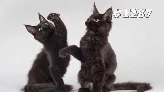 #1287. Коты (В мире животных) смотреть онлайн