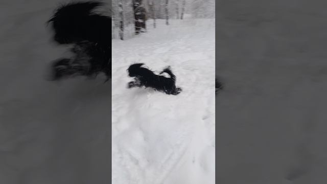 Щенки Тибетского терьера смотреть онлайн