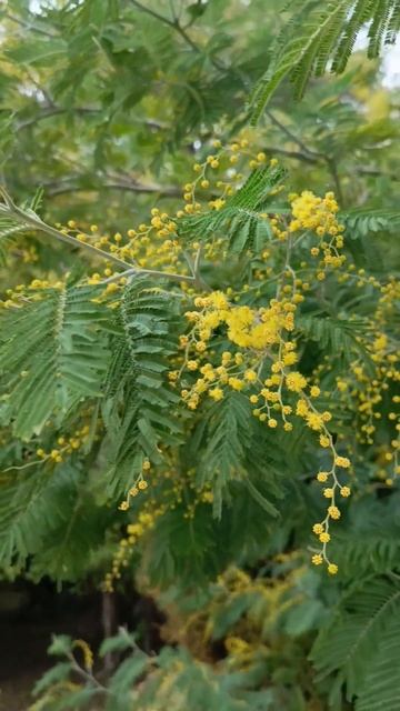 Мимоза к 8 Марта! 💐 С международным женским днём! смотреть онлайн
