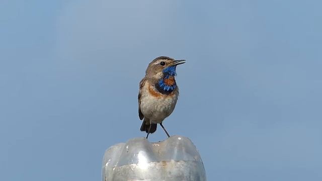Варакушка на даче смотреть онлайн