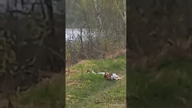 Благородные олени преодолевают бобровый затон смотреть онлайн