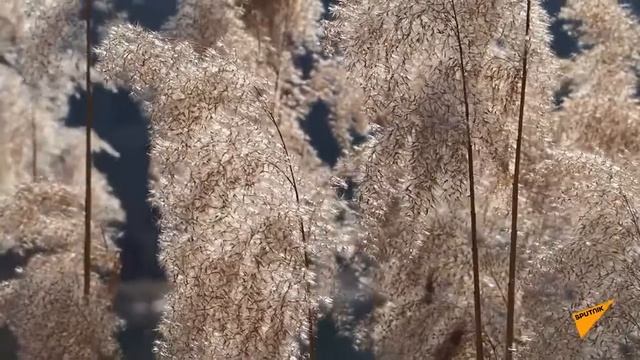 Краски молдавской весны: как пробуждается природа 09.04.2021 смотреть онлайн