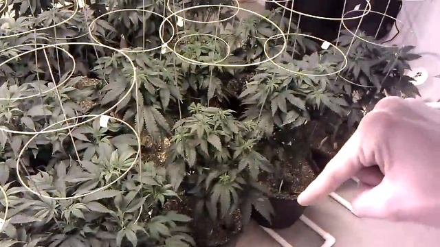 8000 Watt FAK Flower Room Day 0 смотреть онлайн