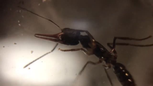 Муравьи Harpegnathos Venator. Краткое содержание.