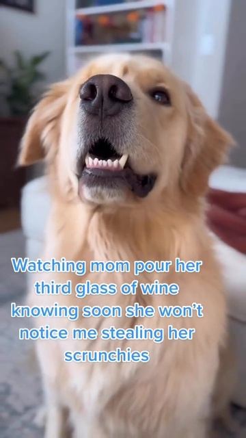 Am I Stupid😝 Or Clever😅#shorts #shortsfeed #myblooper смотреть онлайн