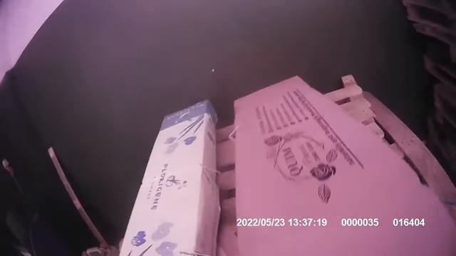 Незаконный ввоз цветочной продукции пресекли гродненские таможенники в пункте пропуска Каменный Лог смотреть онлайн