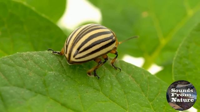 Природа под ударом: Колорадский жук и его влияние на экосистему смотреть онлайн