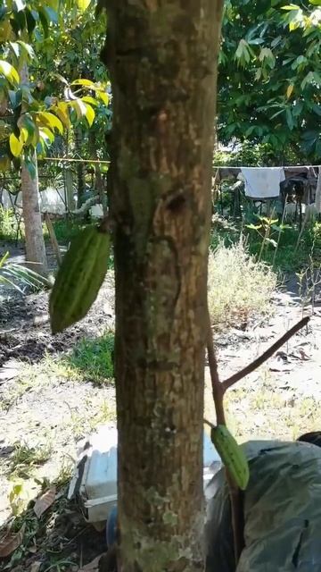 Cacao Tree #shorts #trending смотреть онлайн