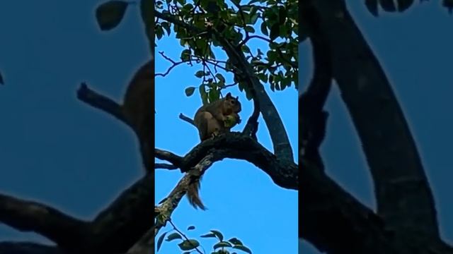 SQUIRREL PICKS PEAR FRUIT #Short смотреть онлайн