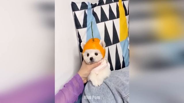 Cute Pomeranian Puppies Doing Funny Things #3 | Cute and Funny Dogs - Mini Pom смотреть онлайн